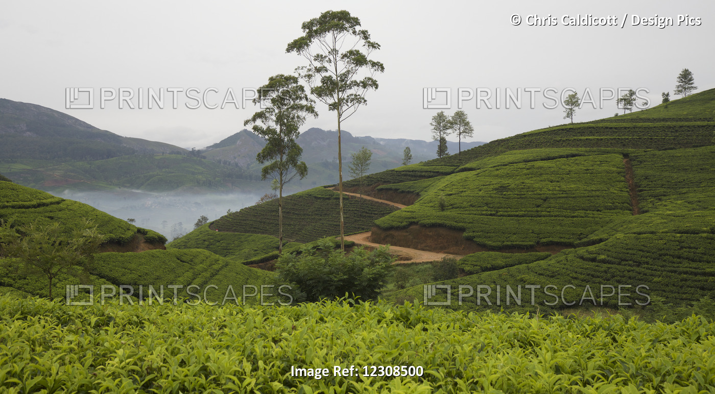 Tea Plantation And Hill Country Landscape With Lake View, Central Sri Lanka