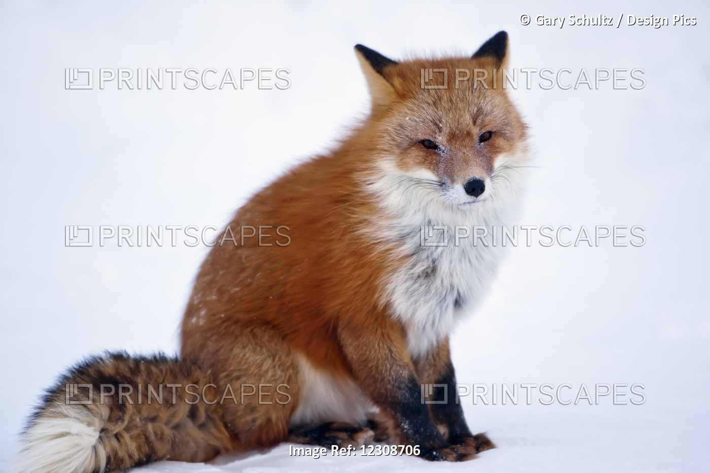 Red Fox (Vulpes Vulpes) Sitting On Snow On Arctic Tundra In Winter, Arctic ...