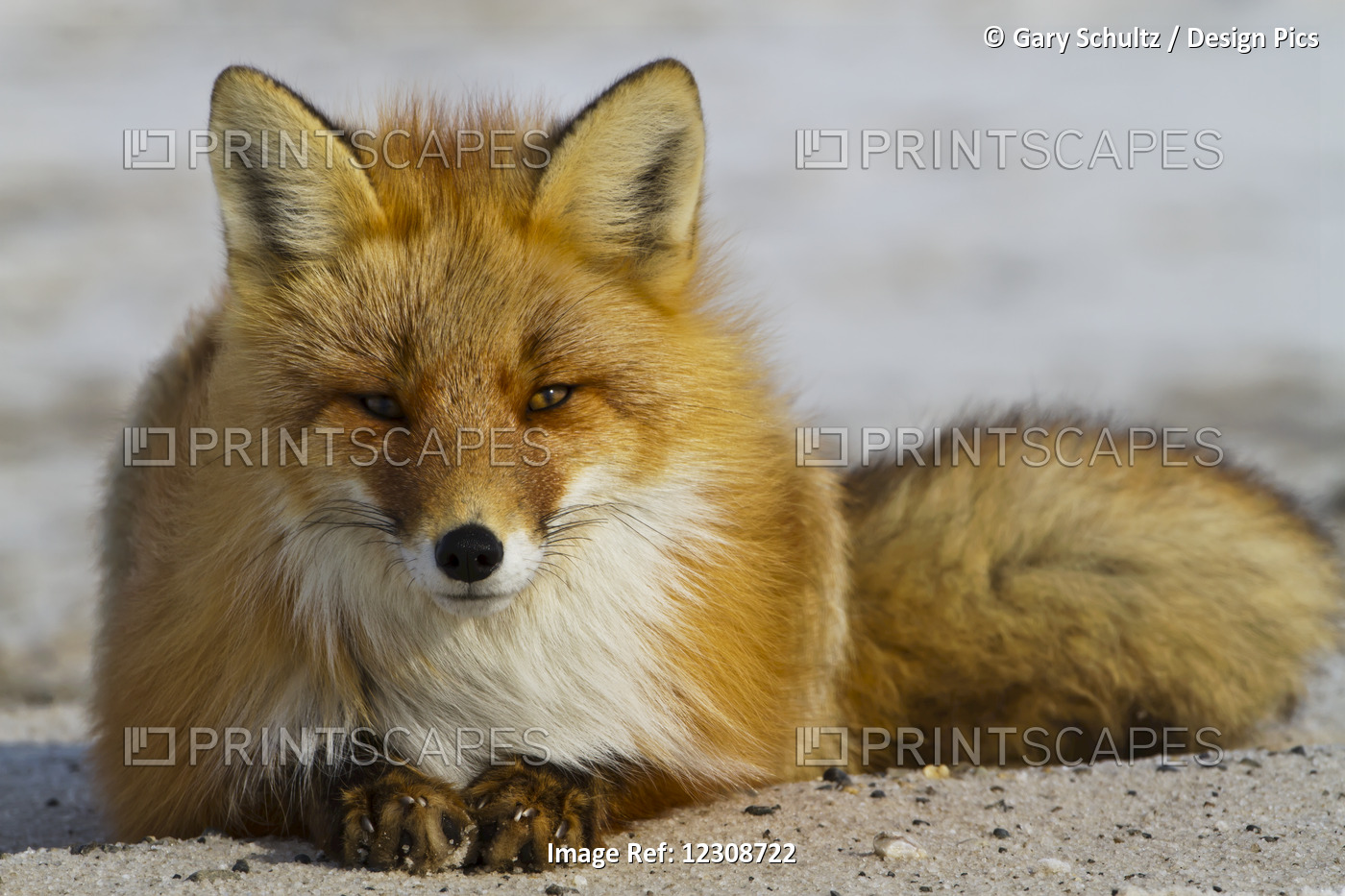 Red Fox (Vulpes Vulpes) Resting On Melting Snow On Arctic Tundra, Early Spring, ...