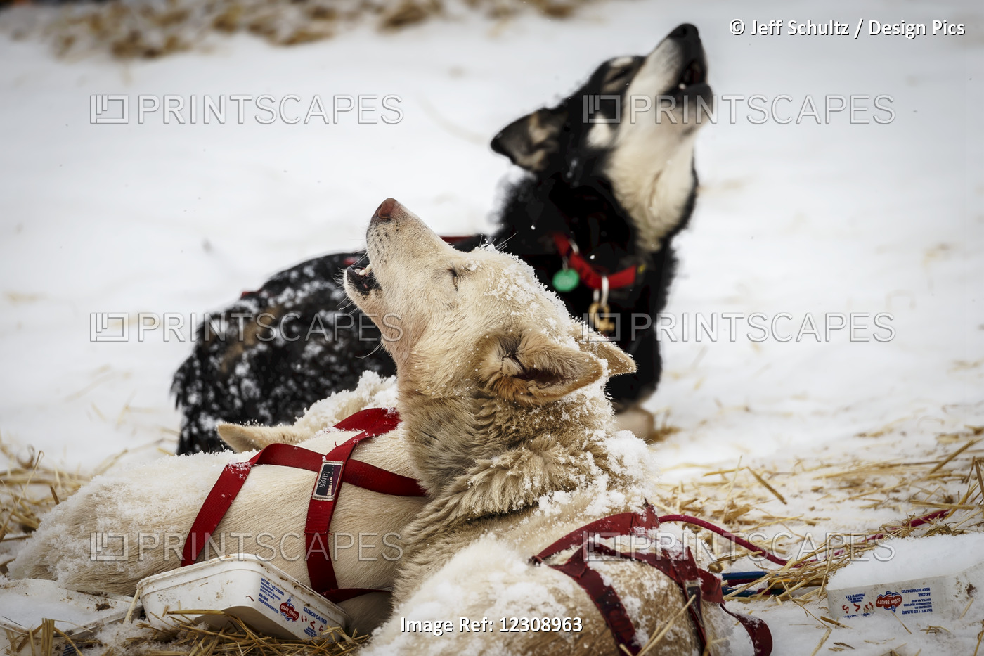 Iditarod Dogs Howl At Takotna During Their 24-Hour Layover During Iditarod ...
