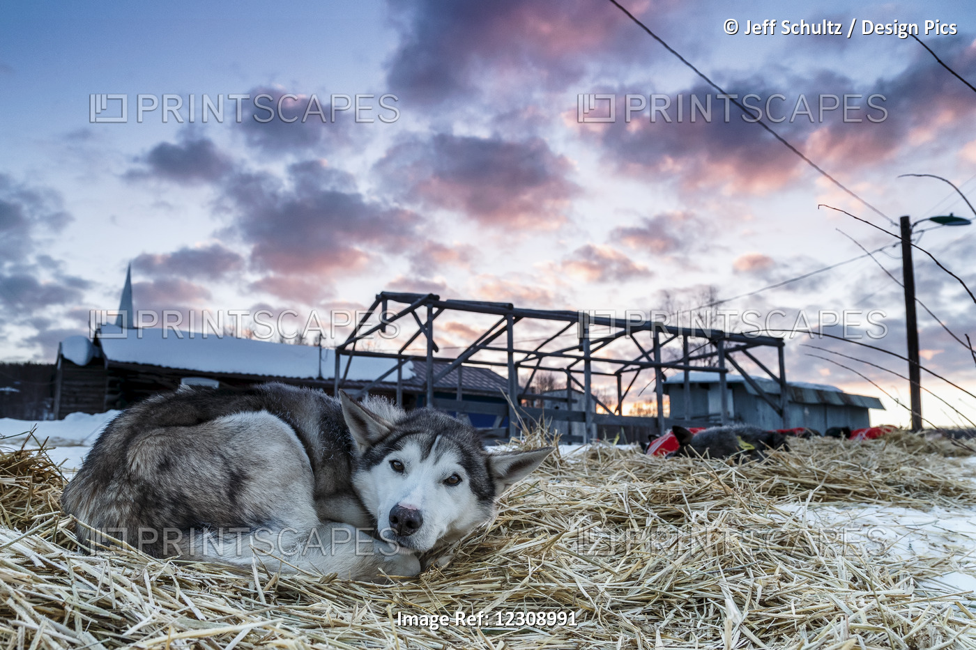 A Pete Kaiser Dog Who Was Dropped At Ruby Rests On Straw As Dawn Breaks Over ...