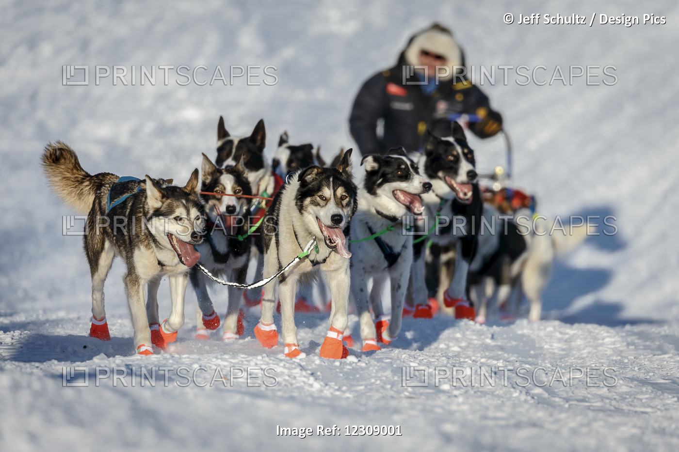 Ralph Johannessen And Team Run Up The Bank Of The Yukon River To The Kaltag ...