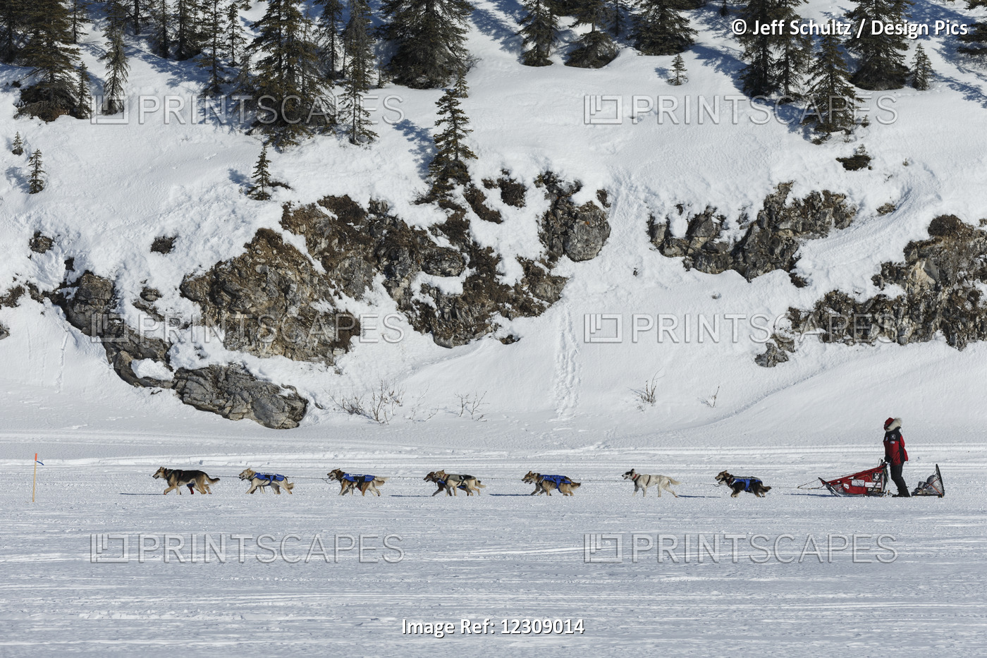 Aily Zirkle Mushing Down The Trail Into The White Mountain Checkpoint During ...