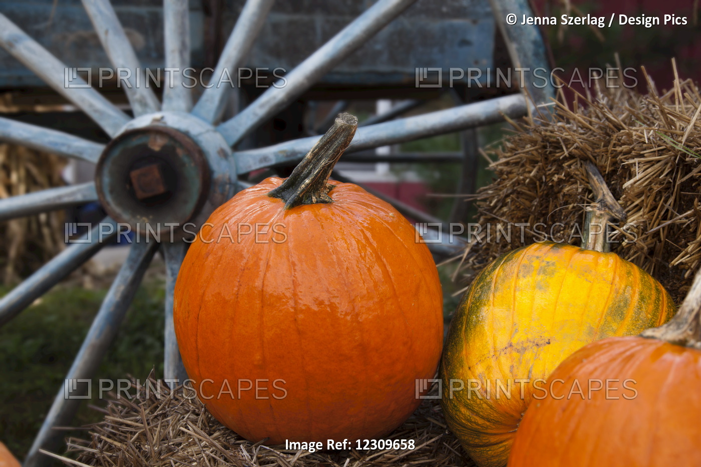 Pumpkins And Wagon Wheel; Stowe, Vermont, United States Of America