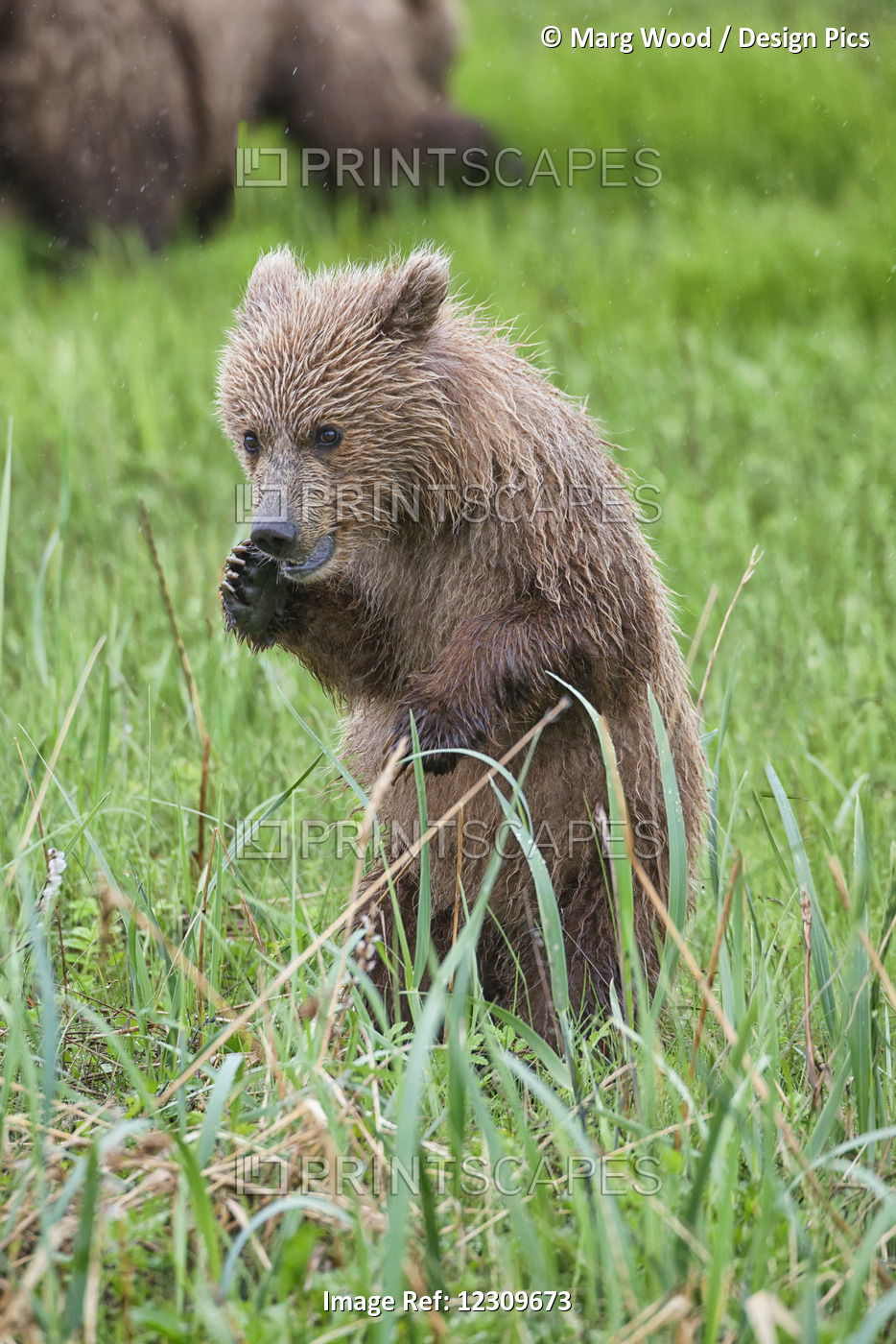 Brown Bear (Ursus Arctos) Cub Standing On It's Hind Legs With A Stance Like It ...
