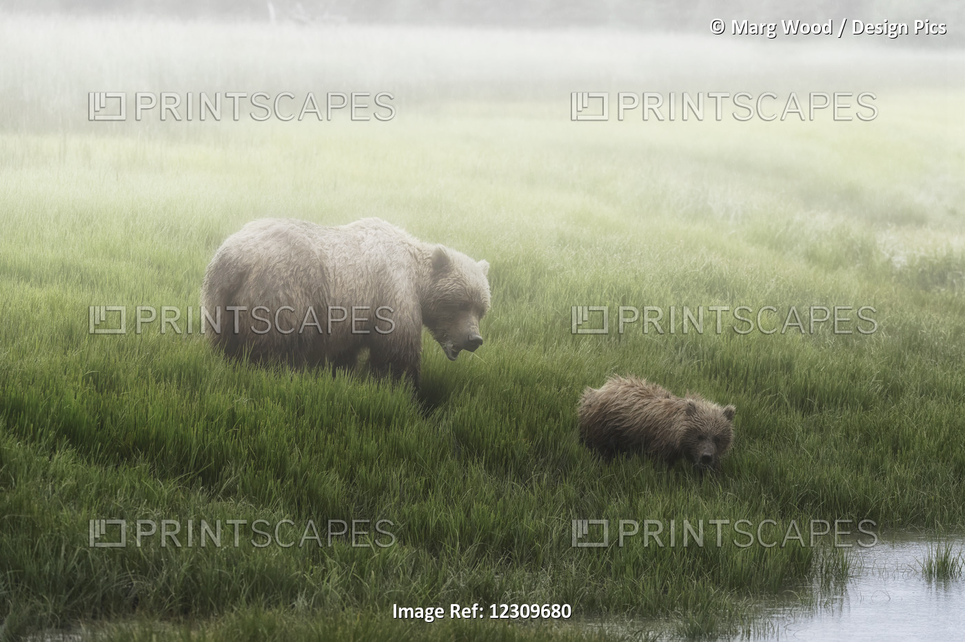Alaska Peninsula Brown Bear (Ursus Arctos Horribilis) And It's Cub Walking To ...