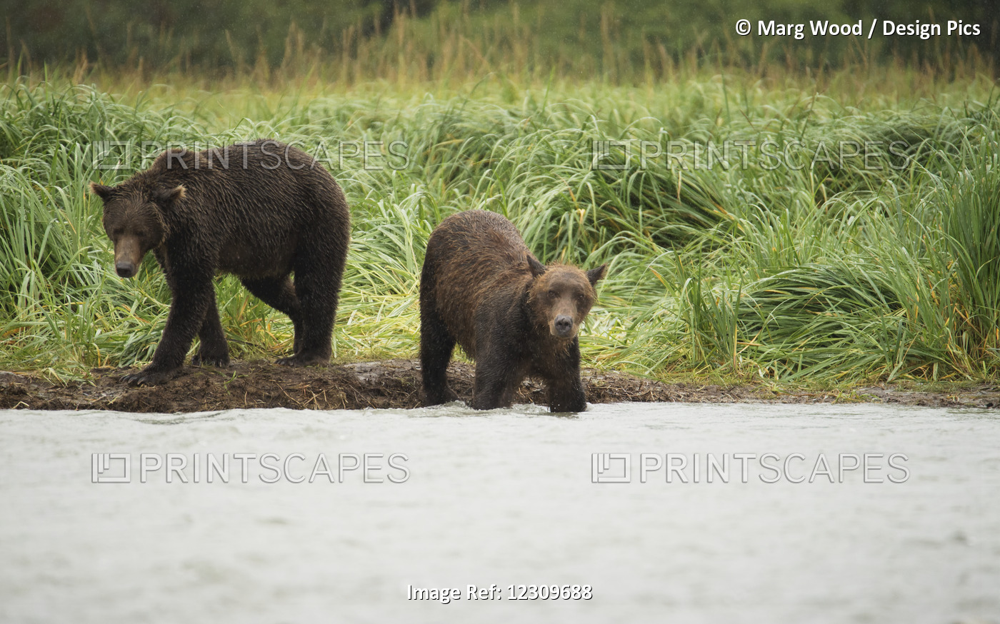 Brown Bears (Ursus Arctos) Fishing In Geographical Bay; Alaska, United States ...