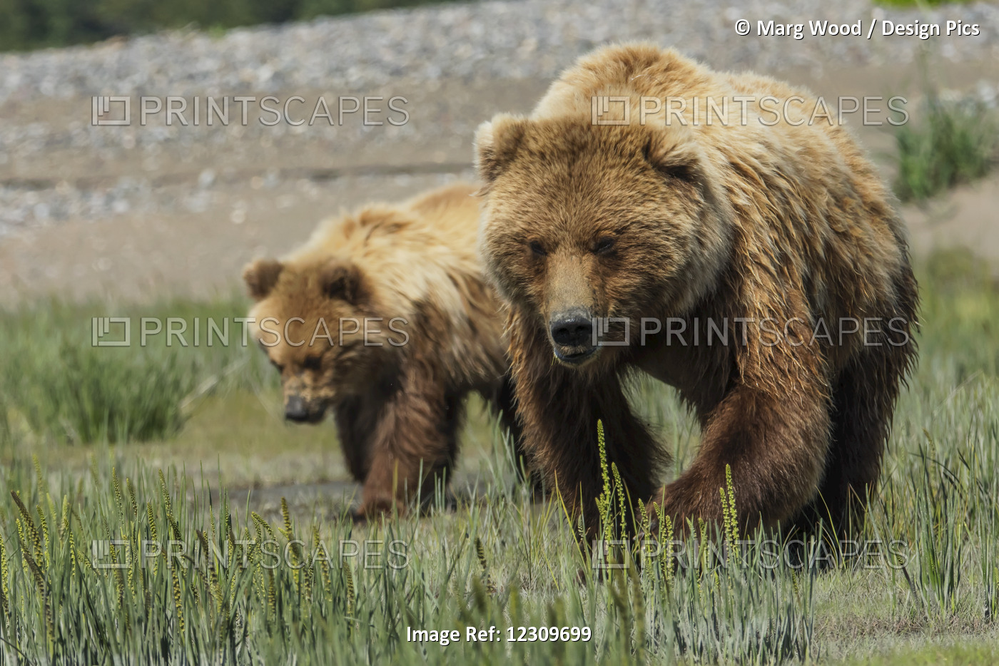 Alaskan Coastal Bear (Ursus Arctos), Lake Clark National Park; Alaska, United ...
