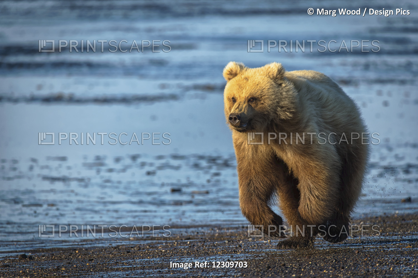 Alaskan Coastal Bear (Ursus Arctos) Walking Along The Shoreline Of A Lake, Lake ...