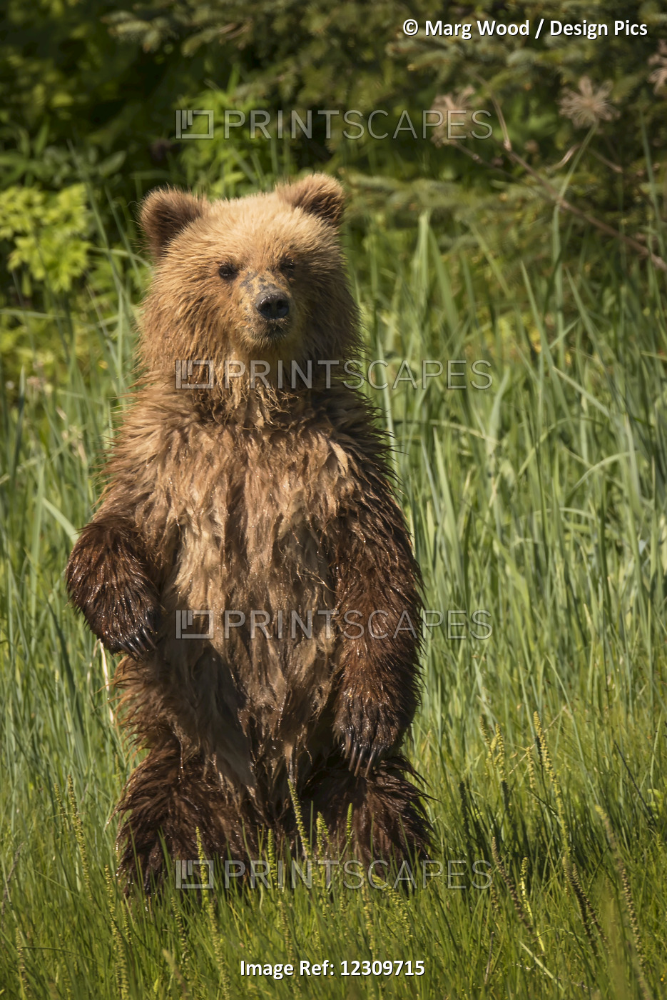 Alaskan Coastal Bear (Ursus Arctos), Wet And Standing In A Grass Field, Lake ...