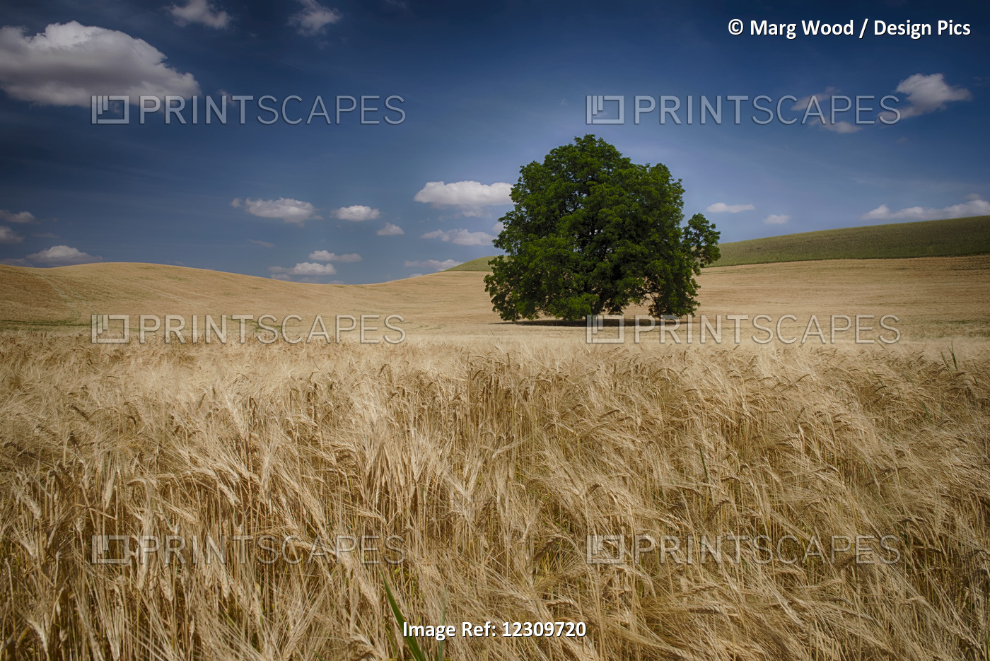 Lone Tree In A Wheat Field; Palouse, Washington, United States Of America