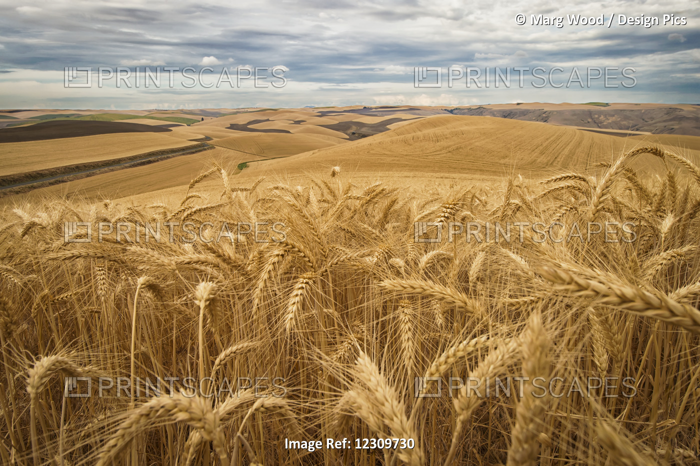 Golden Wheat Fields On Rolling Hills; Palouse, Washington, United States Of ...