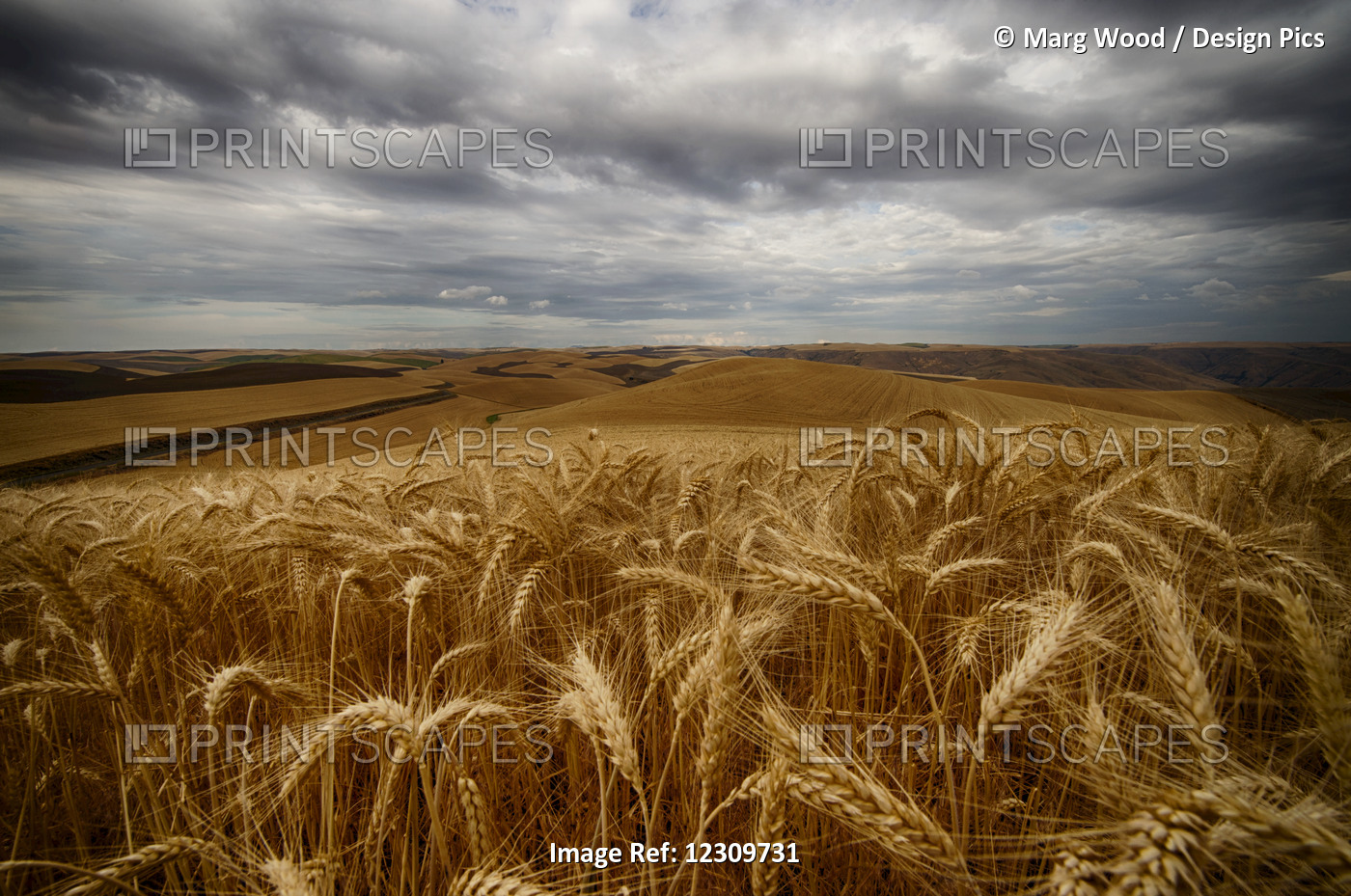 Golden Wheat Fields Under A Cloudy Sky; Palouse, Washington, United States Of ...