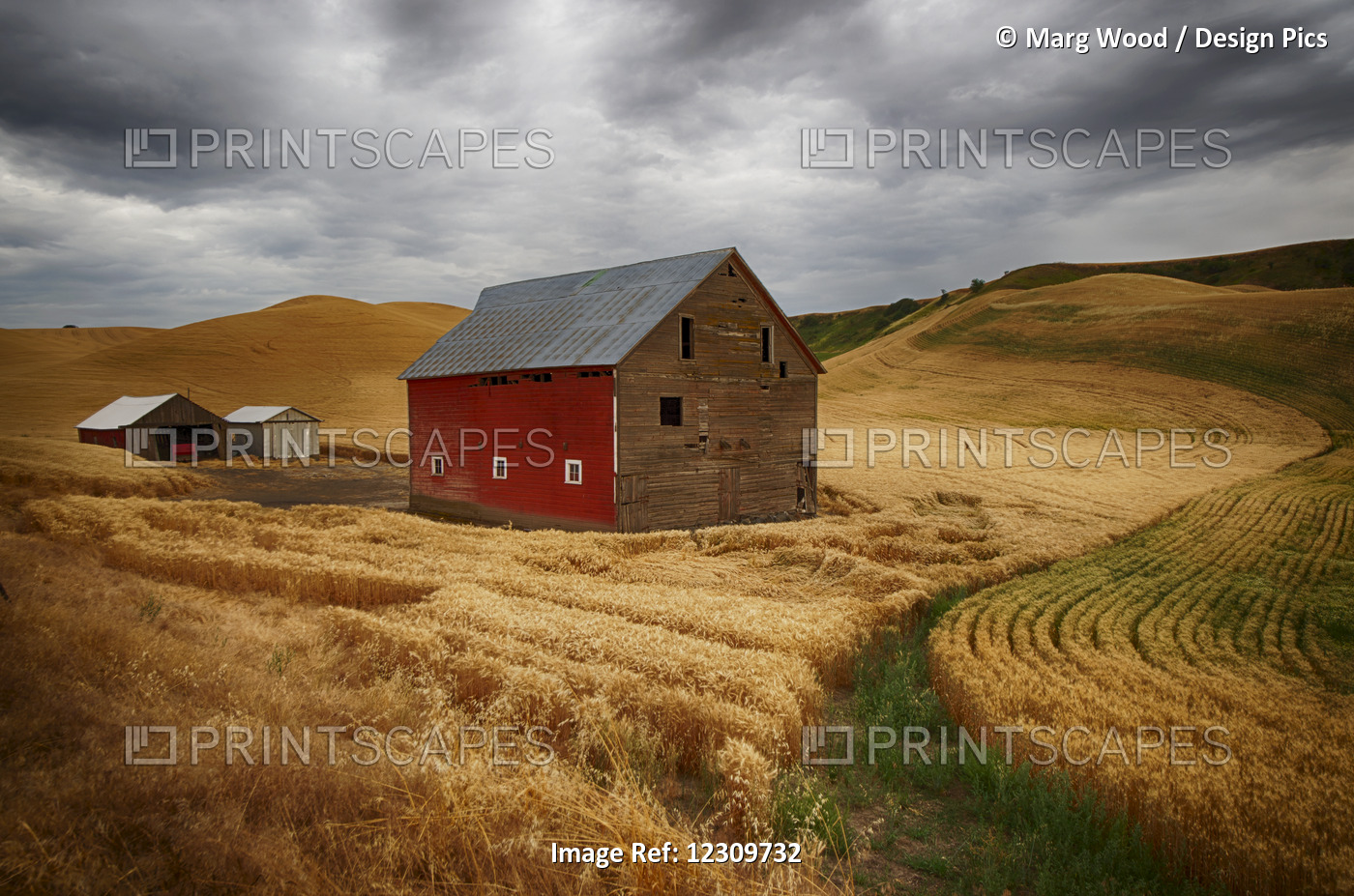 Golden Wheat Fields On Rolling Hills With A Wooden Barn And Other Farm ...