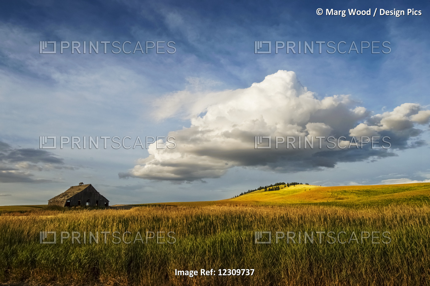Wheat Field And Old Wooden Barn; Palouse, Washington, United States Of America