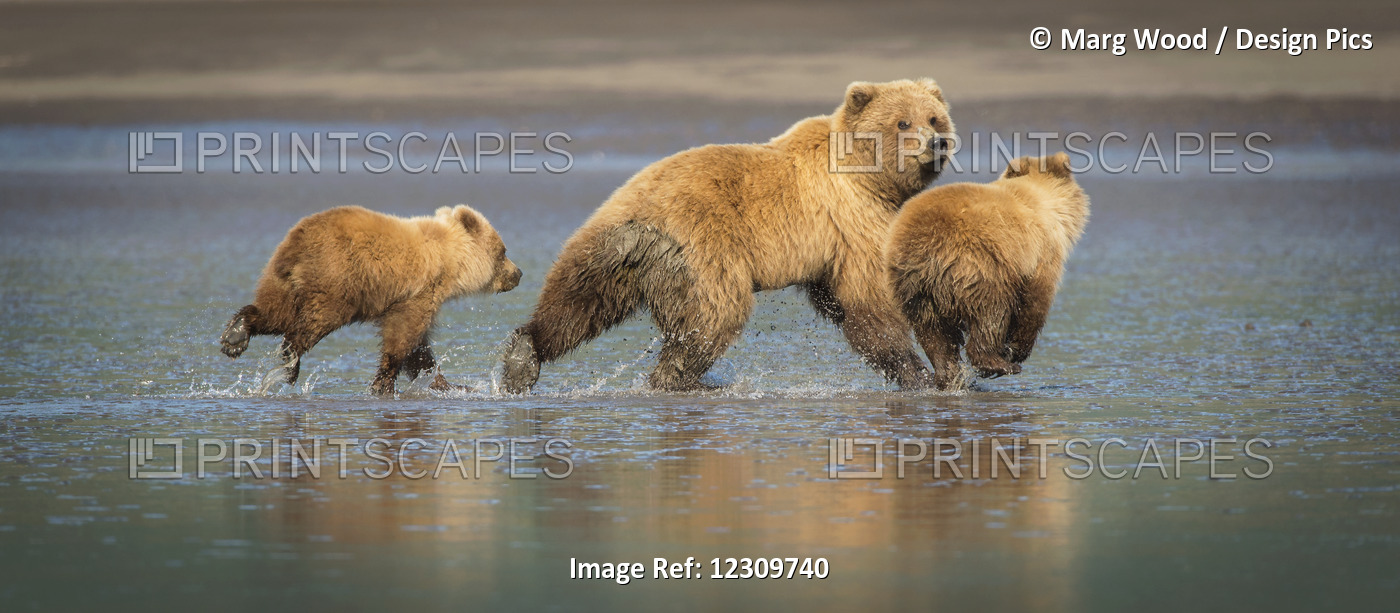 Alaskan Coastal Bears (Ursus Arctos) Clamming In Lake Clark National Park; ...