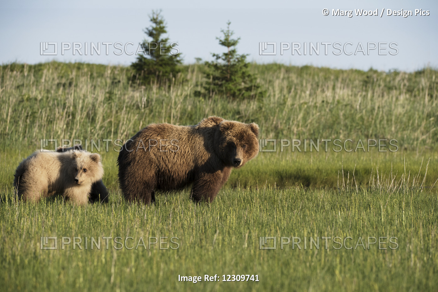 Alaskan Coastal Bears (Ursus Arctos), Sow And Cubs, Standing In A Grass Field, ...
