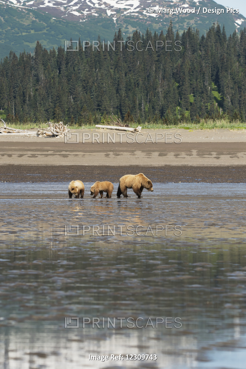 Alaskan Coastal Bears (Ursus Arctos) Clamming, Lake Clark National Park; ...