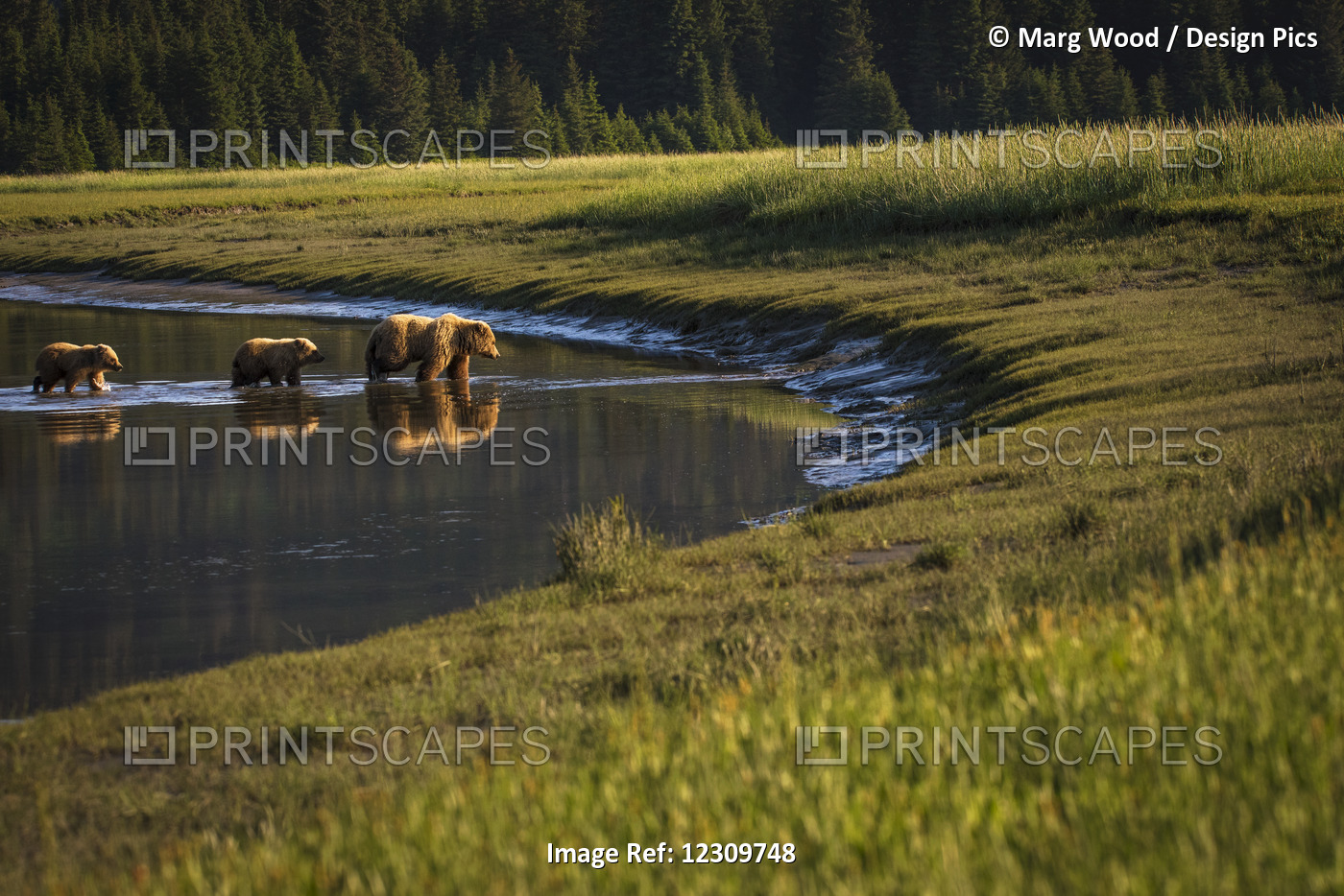 Alaskan Coastal Bear (Ursus Arctos) Sow And Cubs Wading In Shallow Water, Lake ...