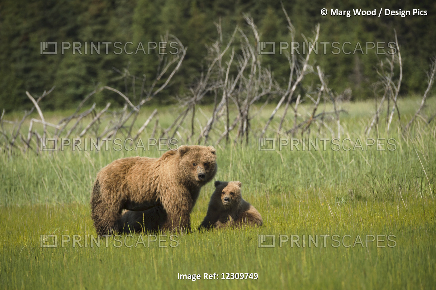 Alaskan Coastal Bear (Ursus Arctos) Sow And Cub In A Grass Field, Lake Clark ...