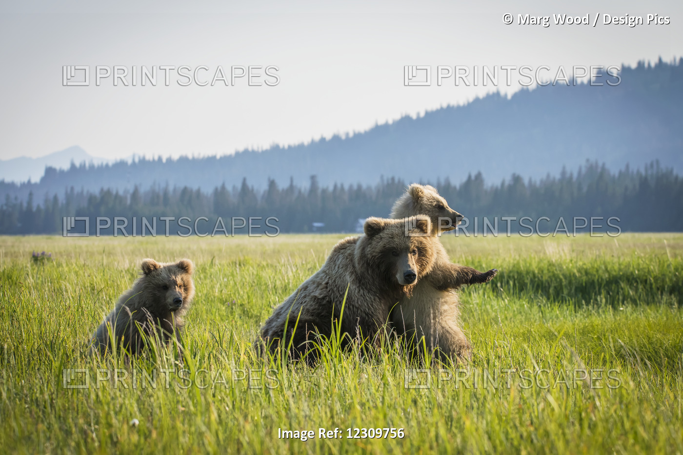 Alaskan Coastal Bear (Ursus Arctos) In A Grass Field With Her Cubs, Lake Clark ...