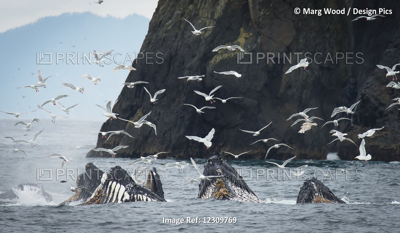 Humpback Whales (Megaptera Novaeangliae) Bubble Feeding And Surrounded By ...