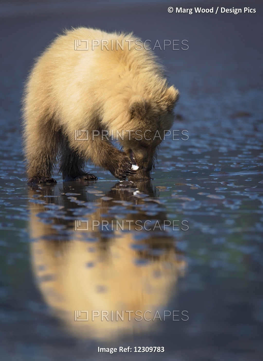 Alaskan Coastal Bear (Ursus Arctos) Cub Clamming, Lake Clark National Park; ...