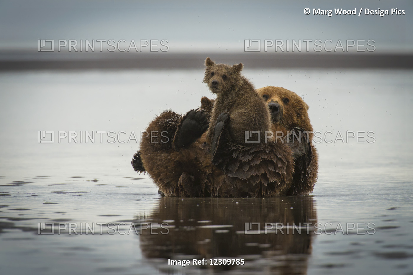 Alaskan Coastal Bear (Ursus Arctos) Sow Nursing Her Cubs, Lake Clark National ...