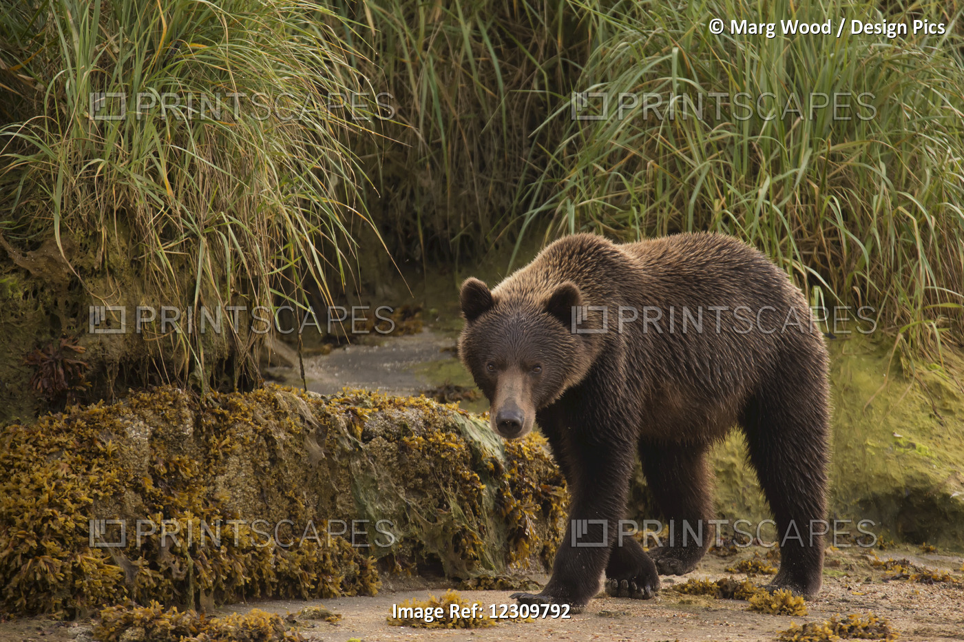 Brown Bear (Ursus Arctos) Walking On Sand Beside Tall Grass; Alaska, United ...