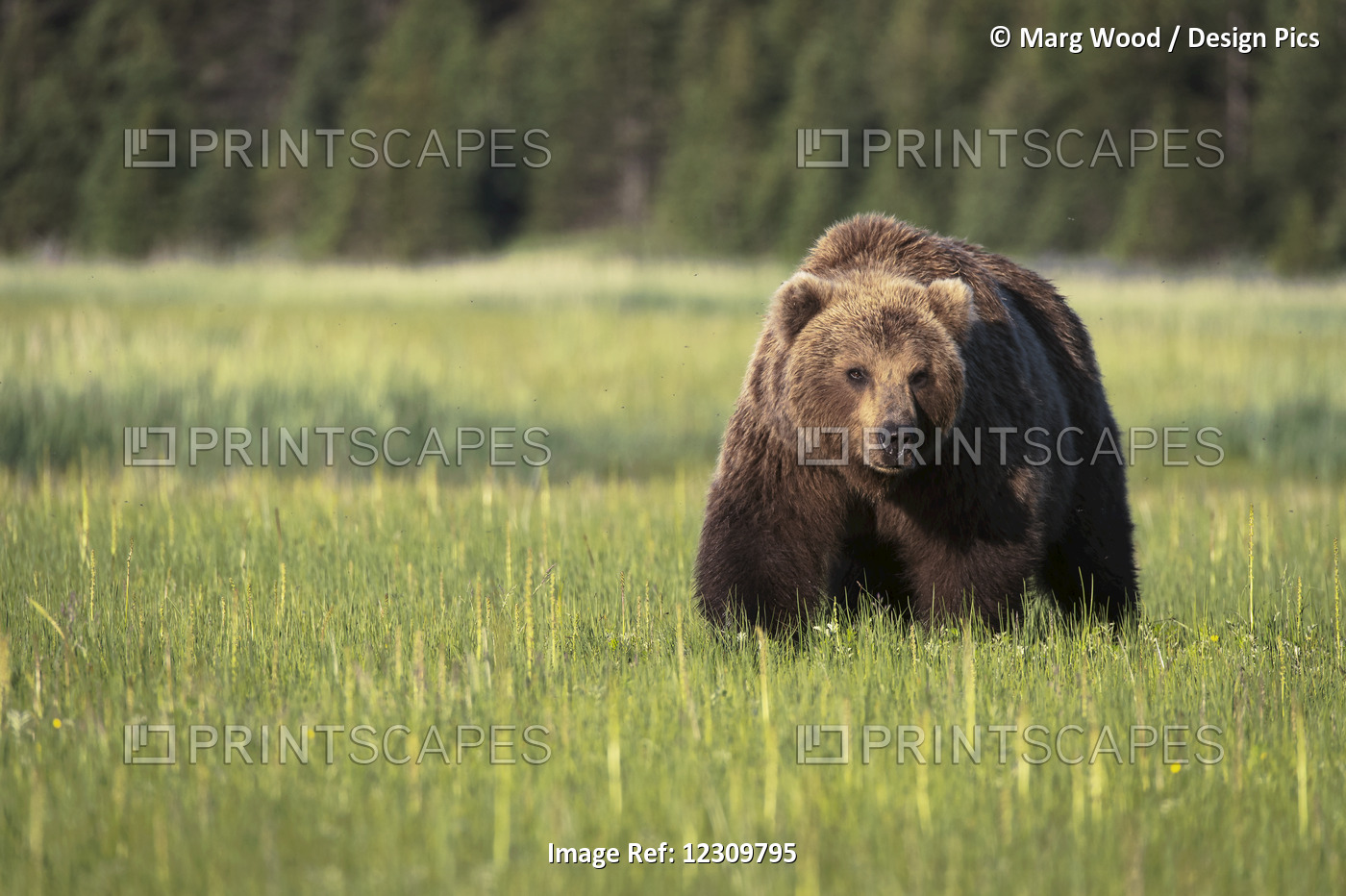Brown Bear (Ursus Arctos) In Lake Clark National Park; Alaska, United States Of ...