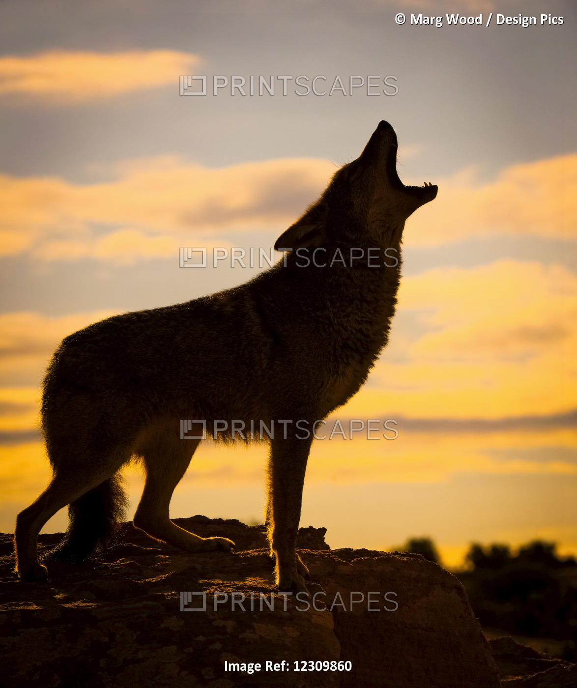 Coyote (Canis Latrans) Howling At Sunset, Triple D Ranch; California, United ...