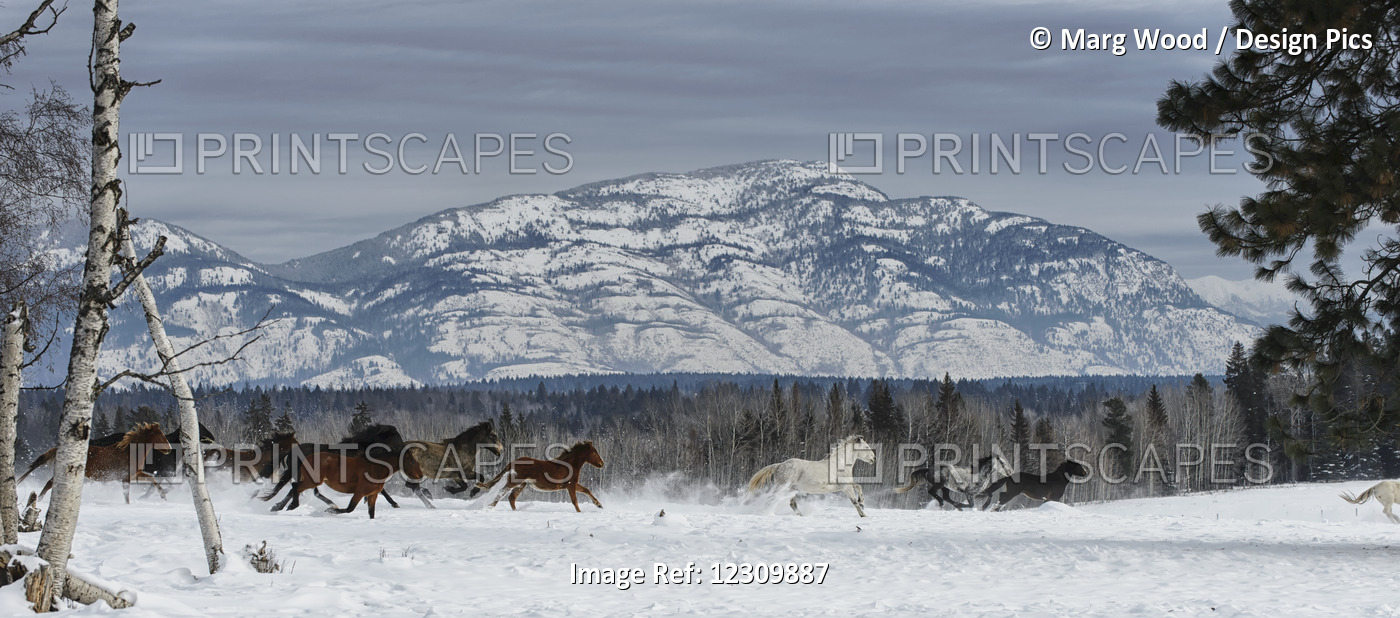 Horses Running In The Snow On A Ranch In Winter; Montana, United States Of ...