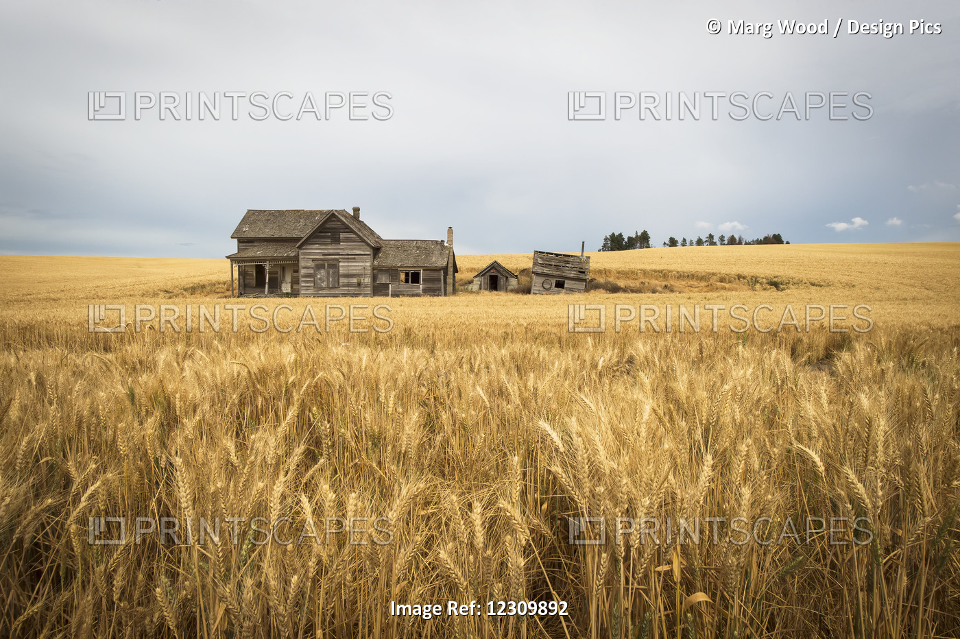 An Old Wooden Farmstead In A Wheat Field; Palouse, Washington, United States Of ...