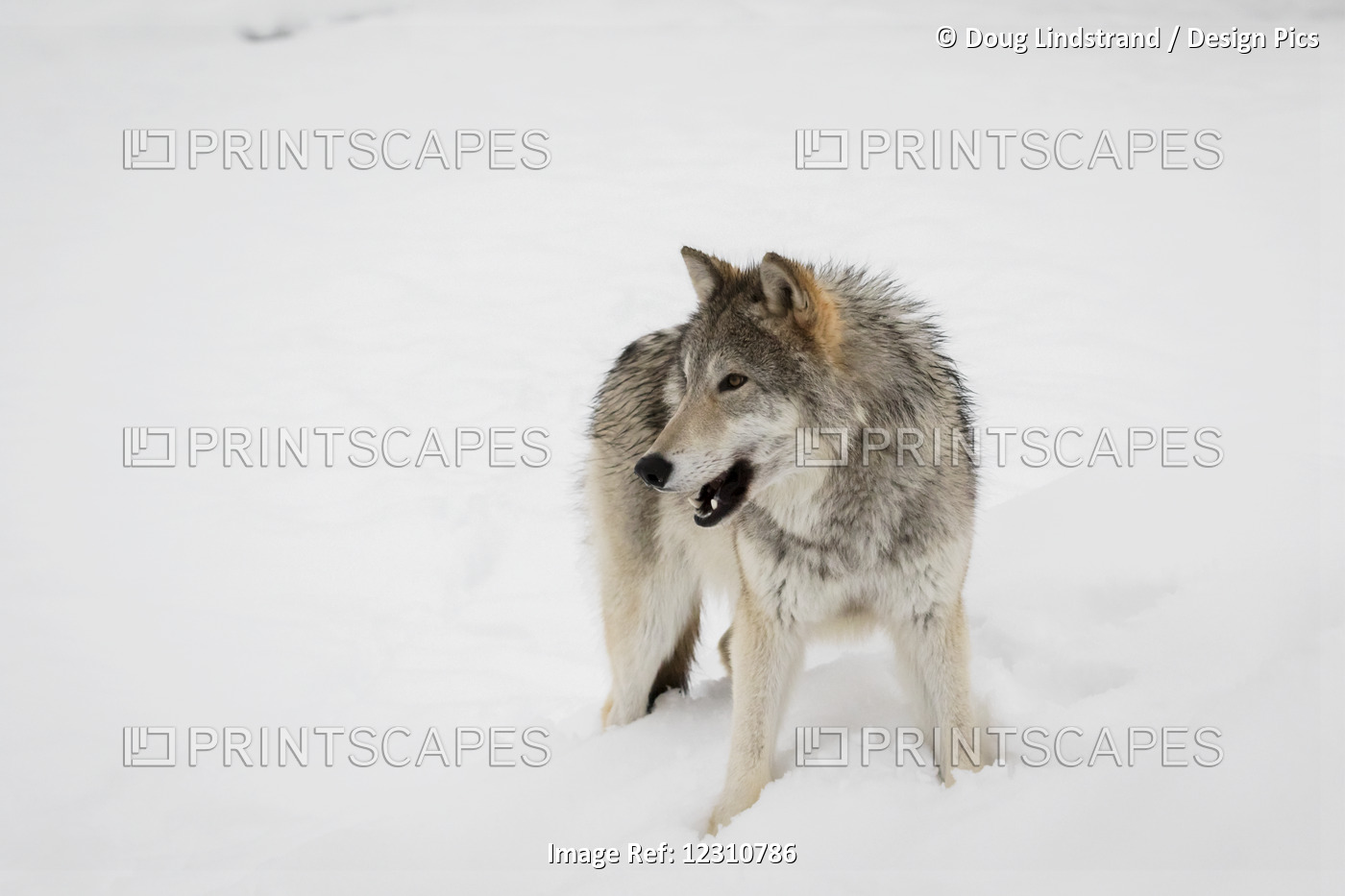 Female Tundra Wolf (Canis Lupus Albus) In Snow At The Alaska Wildlife ...