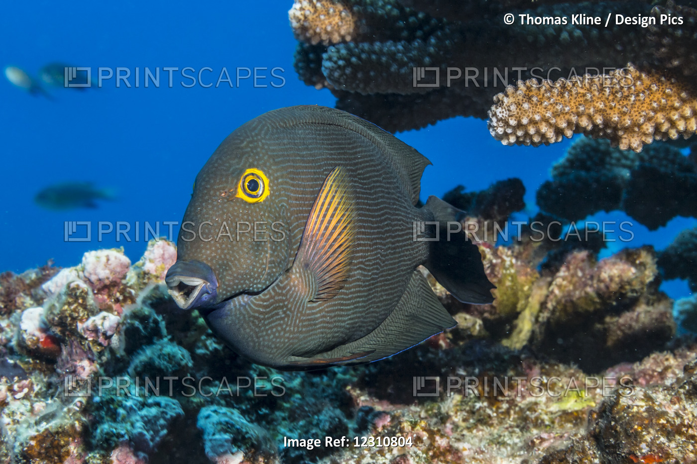 Goldring Surgeonfish positioned below antler coral