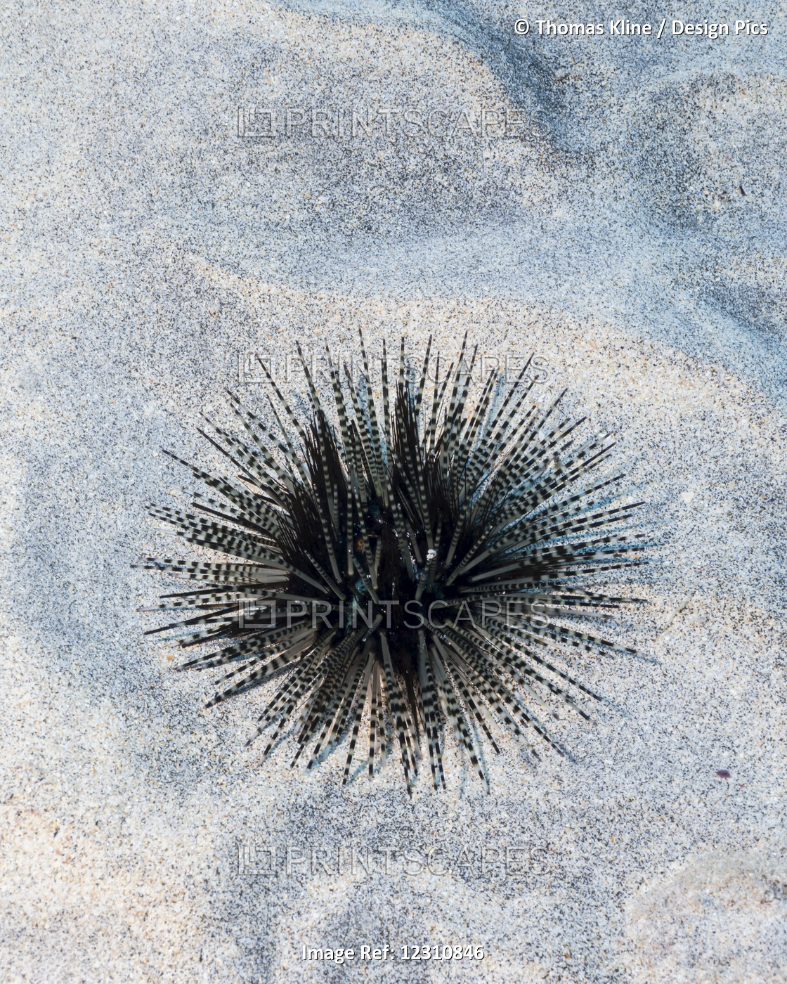 Banded sea urchin on a sandy bottom
