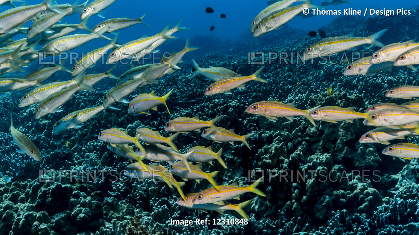 Yellowfin Goatfish (Mulloidichthys Vanicolensis) Schooled Off The Kona Coast; ...