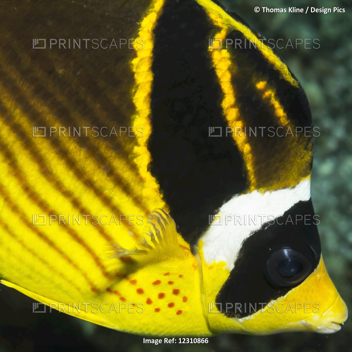 Racoon Butterflyfish close-up portrait