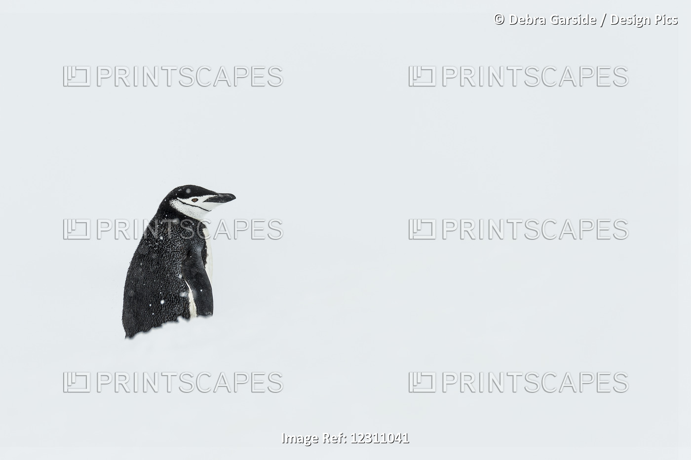 Chinstrap Penguin (Pygoscelis Antarctica); Half Moon Island, South Shetland ...