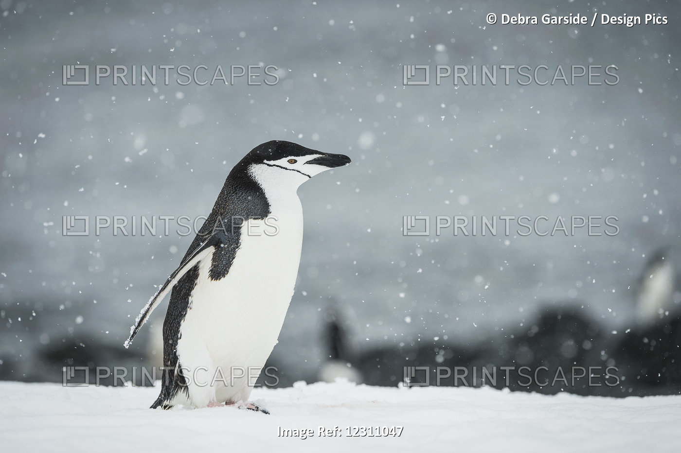 Chinstrap Penguin (Pygoscelis Antarctica) In A Snowfall; Half Moon Island, ...