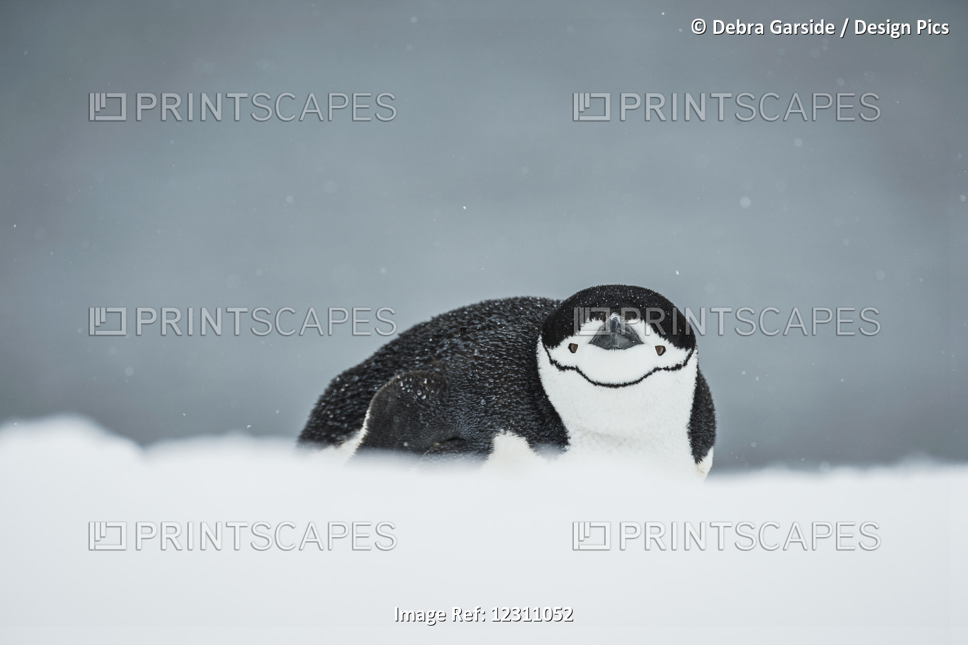 Chinstrap Penguin (Pygoscelis Antarctica) On Belly; Half Moon Island, South ...