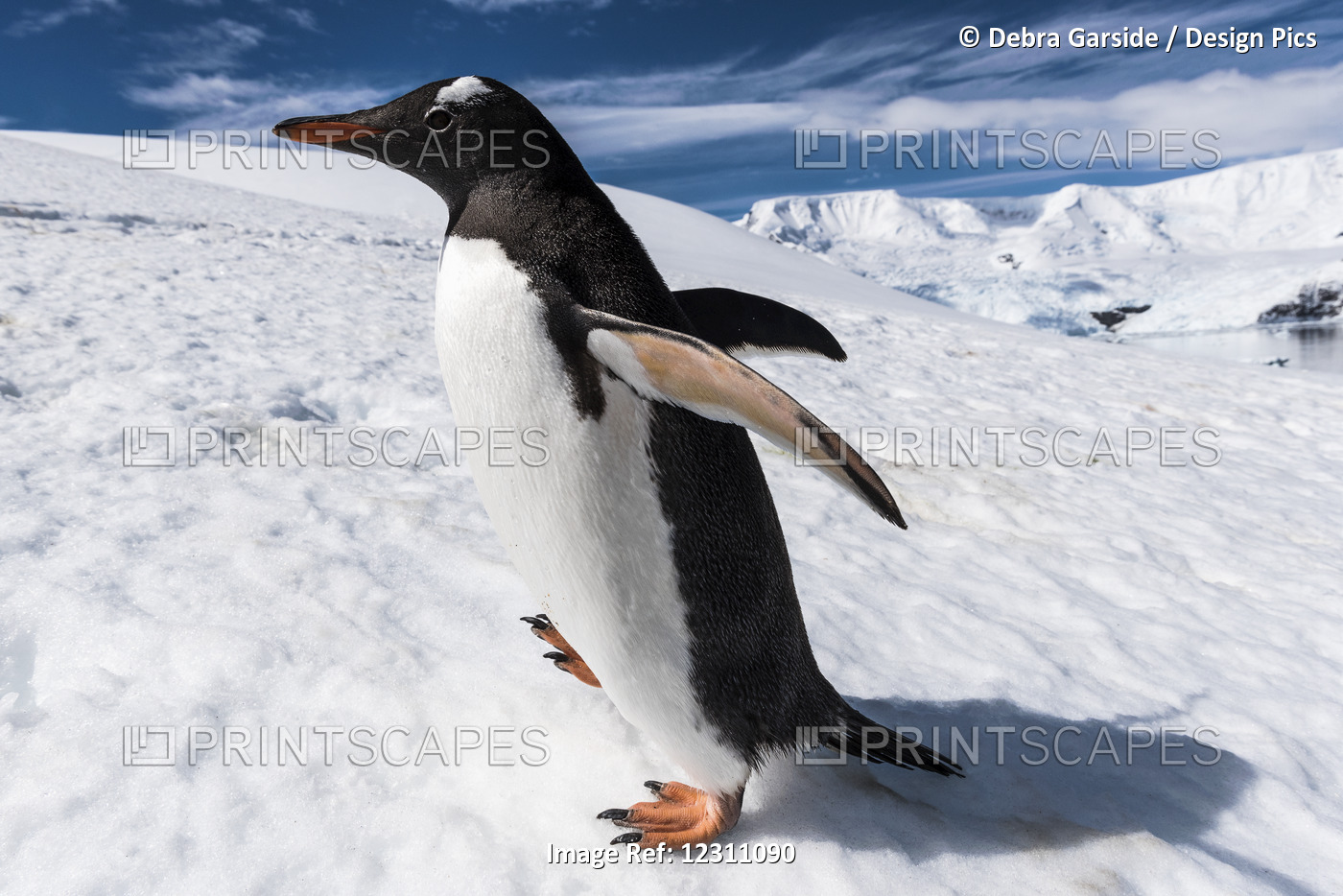Close Up Of A Gentoo Penguin (Pygoscelis Papua), Neko Harbour; Antarctica