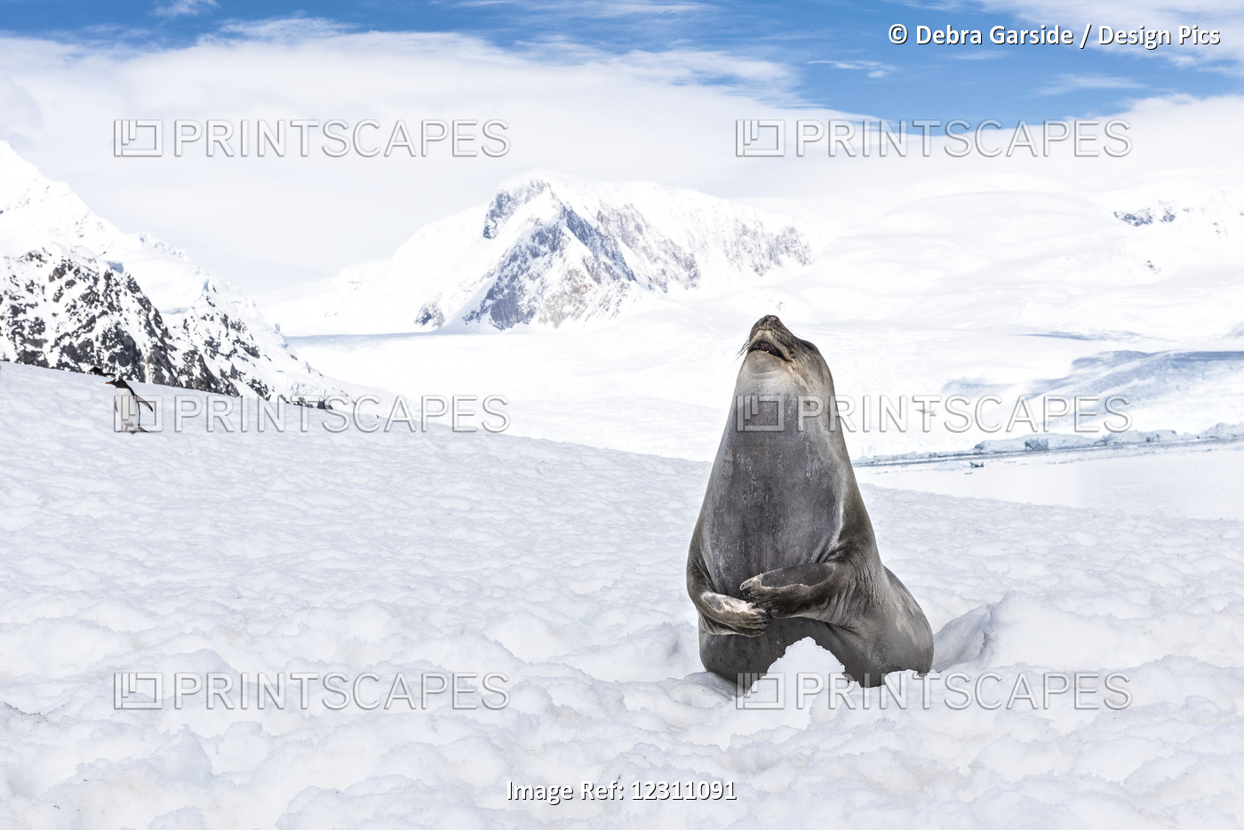 Elephant Seal (Mirounga Leonina) Laughing, Neko Harbour; Antarctica