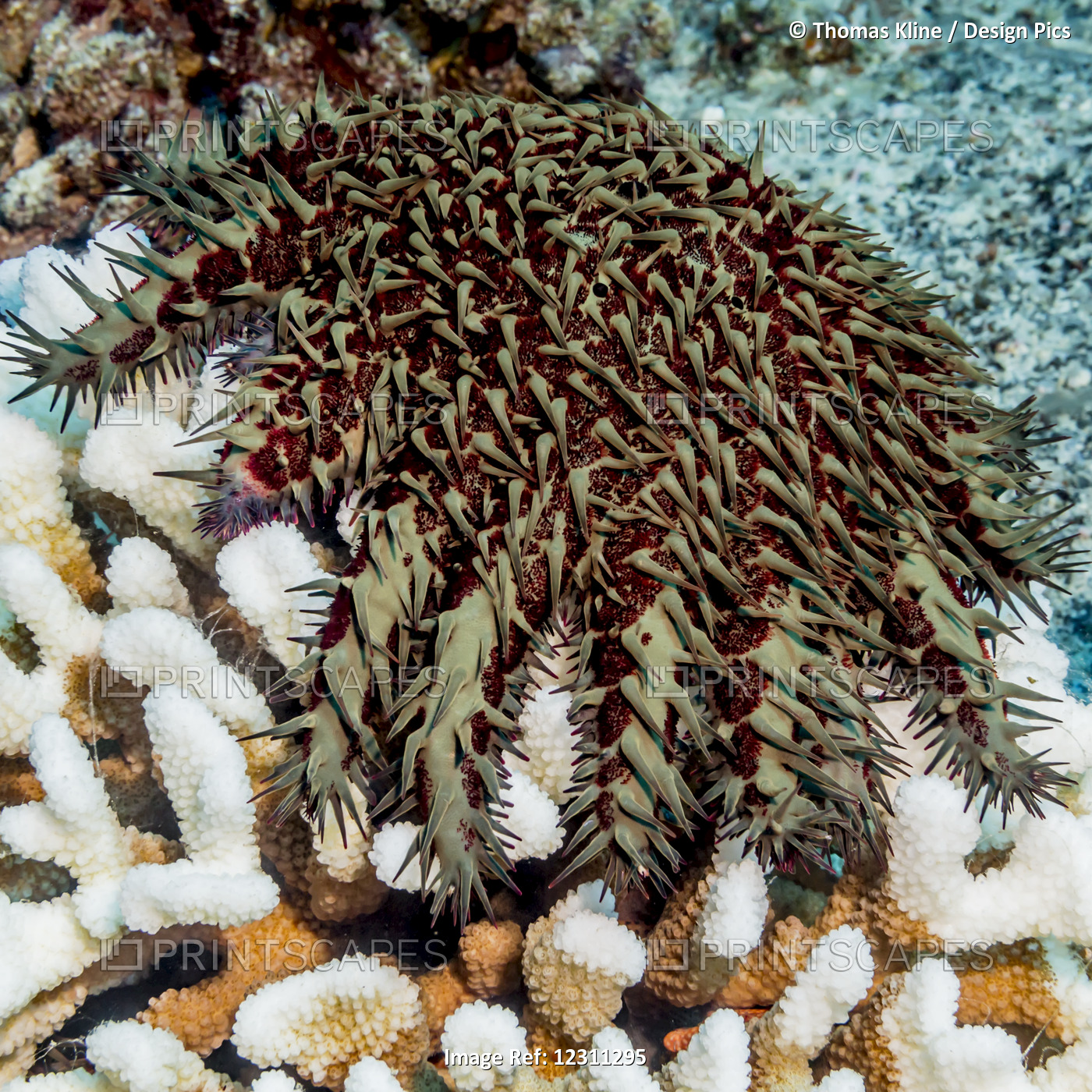 Double jepardy: coral bleaching and seastar predation