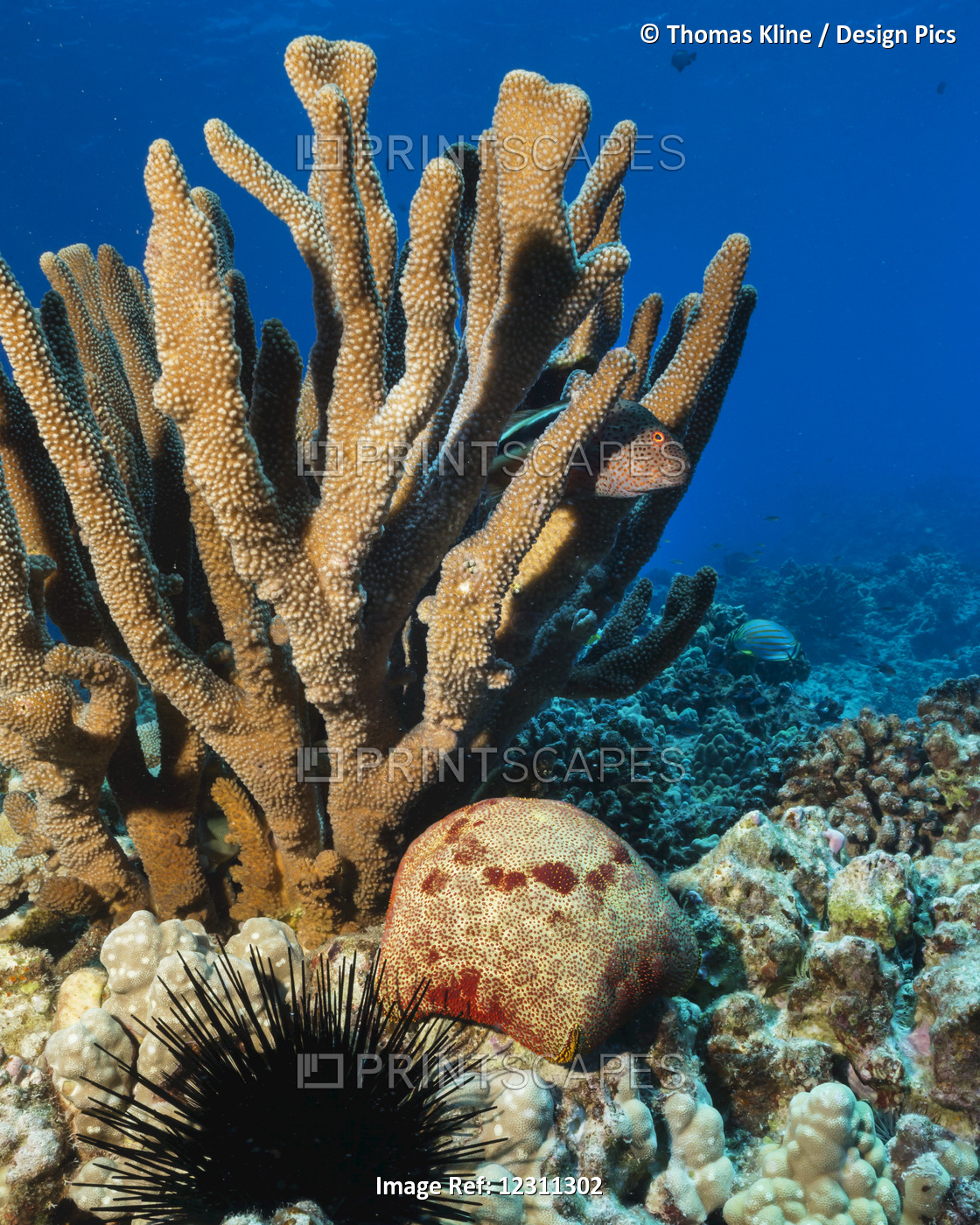 Freckled Hawkfish lurking in antler coral