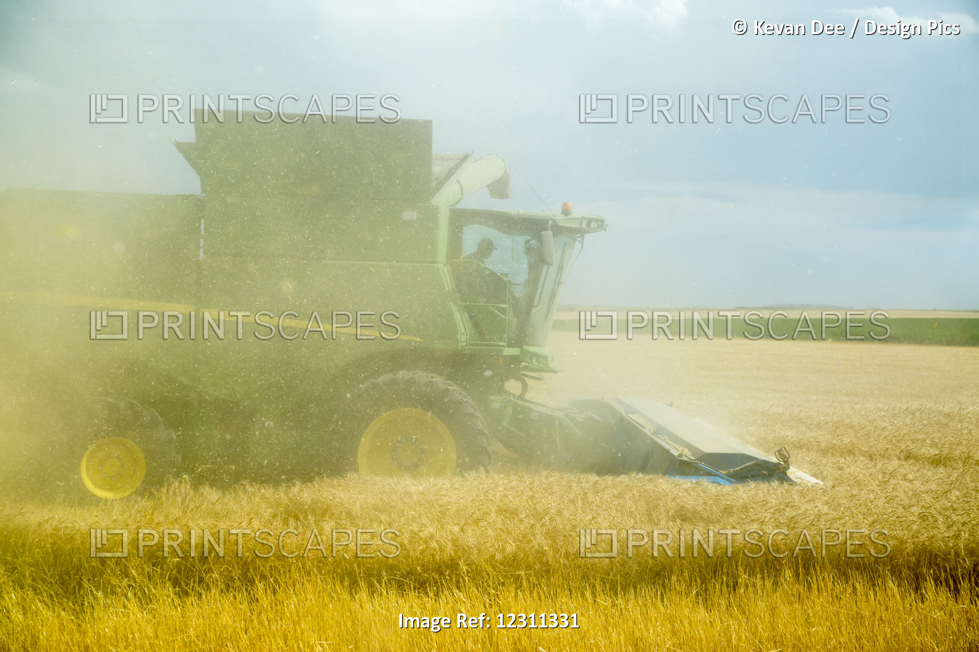 Chaff From The Combine Obscures View During Wheat Harvest; Paoli, Colorado, ...