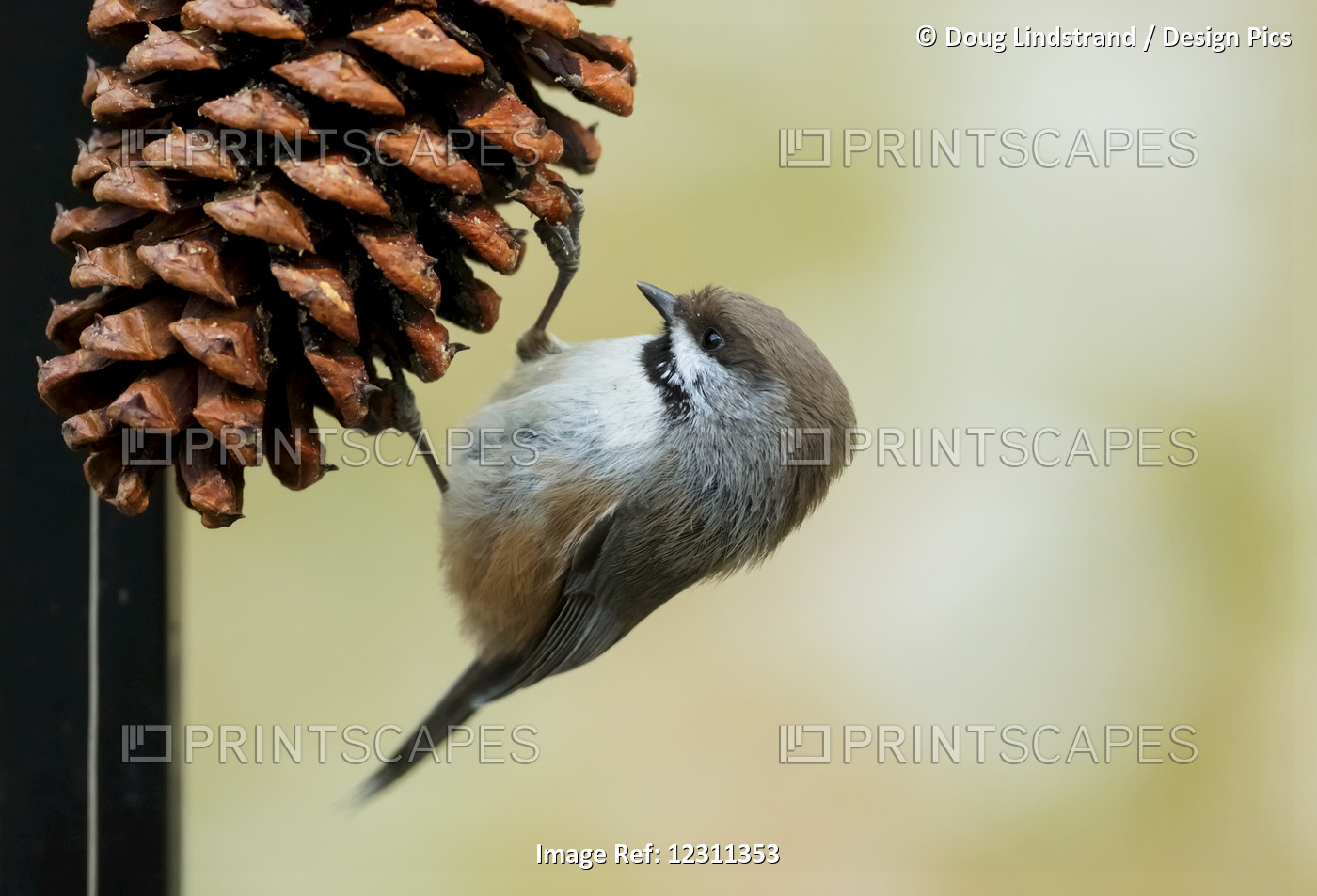 A Small Bird Clings To A Pine Cone; Alaska, United States Of America