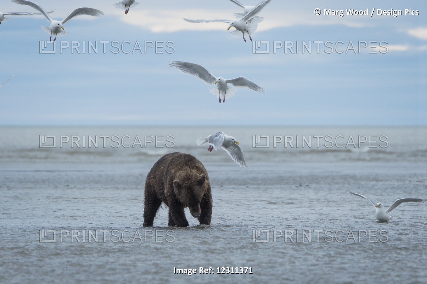 Alaska Peninsula Brown Bear (Ursus Arctos) Clamming, Lake Clark National Park ...