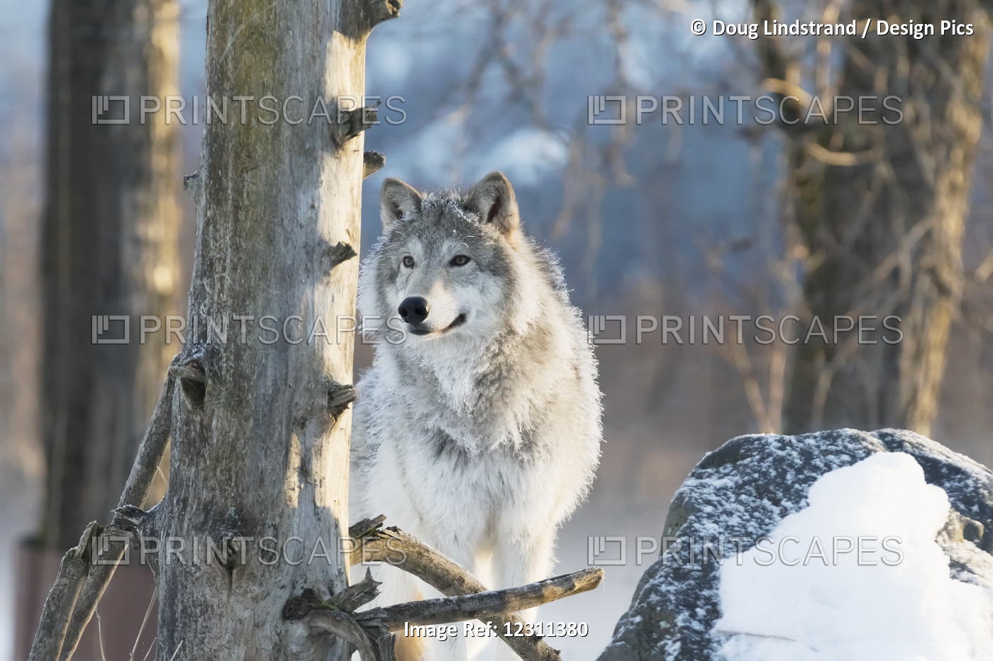 Female Gray Wolf (Canis Lupus), Captive, Alaska Wildlife Conservation Center; ...