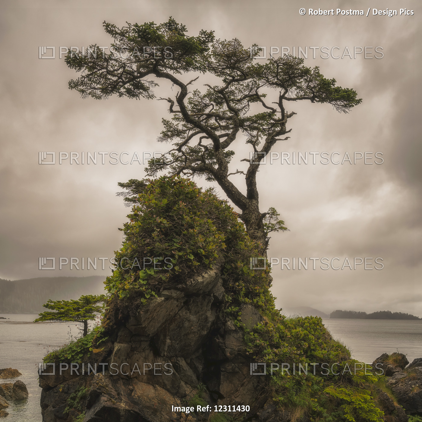 A Tree Stands Alone On A Rocky Hill Top Along The Shores Of Haida Gwaii; Haida ...